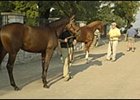 Yearlings waiting to be sold at Keeneland.