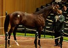 Giant's Causeway Colt Sells for $950,000 Giant's Causeway Colt Sells for $950,000