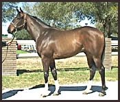 Phone Trick Colt Brings $400,000 at OBSC Sale Phone Trick Colt Brings $400,000 at OBSC Sale