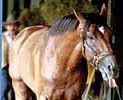 Postponed, Curule Work Toward Travers Postponed, Curule Work Toward Travers