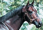 Star Programmer has sired nearly 50 winners.