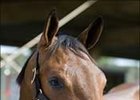 This Malibu Moon filly brought $400,000 to lead opening session of OBS 2YO sale.