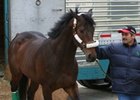 Papa Clem arriving at Churchill Downs on April 14.