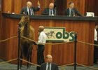 Hip 64, Red Vow, brought $625,000 early in the OBS March 2-year-old Sale.