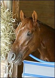 Smarty May Be Early Arrival at Belmont Smarty May Be Early Arrival at Belmont