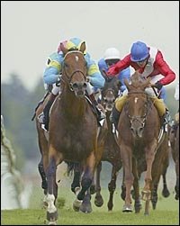 British Star Falbrav May Run in BC Classic British Star Falbrav May Run in BC Classic