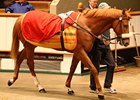 Danehill Dancer Colt Shines at Tattersalls Danehill Dancer Colt Shines at Tattersalls