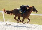 What's Hot? OBS' Buzzworthy Horses What's Hot? OBS' Buzzworthy Horses