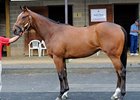 Eden's Moon, hip 5, sale topper for the Fasig-Tipton 2YOIT Midlantic Sale, day 1.