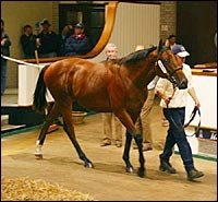 Diesis Colt Breaks Tattersalls October Mark Diesis Colt Breaks Tattersalls October Mark