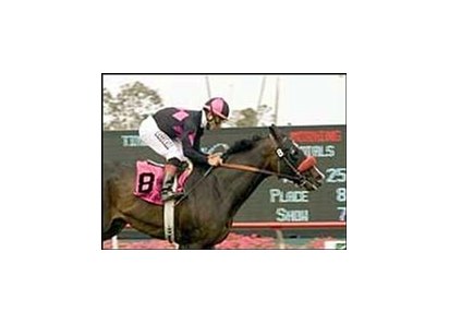 Lava Man and Corey Nakatani win the TVG Khaled Stakes, Sunday at Hollywood Park.