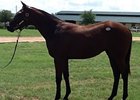The sale topper, hip #133, colt, Successful Review (Successful Appeal - Excellent Review, by Mr. Greeley).
