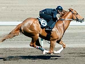 Lion Heart Colt, Others Top Workouts Lion Heart Colt, Others Top Workouts