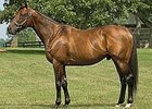 Good Reward stands at Three Chimneys Farm in Kentucky.