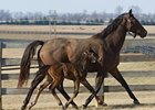 The first North American foal by Storm Surge with his dam, Evening Bell.