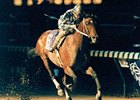 Alysheba to Return to U.S. Alysheba to Return to U.S.