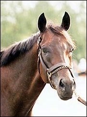 Breeding Season Over For Successful Appeal Breeding Season Over For Successful Appeal