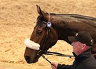 Tattersalls Sale Ends With Solid Median Tattersalls Sale Ends With Solid Median