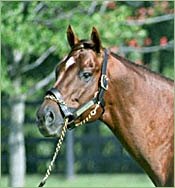 Elusive City DQ'd; Distorted Humor Elevated to Leading Freshman Sire Elusive City DQ'd; Distorted Humor Elevated to Leading Freshman Sire
