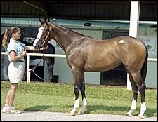 Songandaprayer Filly Tops OBS Opening Session at $190,000 Songandaprayer Filly Tops OBS Opening Session at $190,000