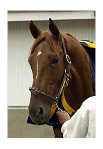Trainer Bob Baffert is hoping Sort It Out can sort it all out by Saturday.