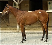 Fasig-Tipton Midlantic Sale Posts Record Gross; Silver Deputy Filly Sells for $450,000 Fasig-Tipton Midlantic Sale Posts Record Gross; Silver Deputy Filly Sells for $450,000