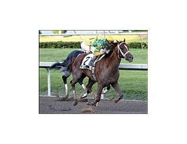 Dogwood Stable's Limehouse prominent among contestants in Sunday's Tampa Bay Derby.