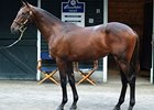Another High Six-Figure Bernardini Colt Another High Six-Figure Bernardini Colt
