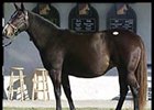 Fasig-Tipton Winter Sale Posts Gains Fasig-Tipton Winter Sale Posts Gains