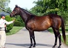 Arch's Gal Edith
<br><a target="blank" href="http://photos.bloodhorse.com/OntheFarm/on-the-farm/22361462_rvkP8w#!i=2039255722&k=g9NKVnM">Order This Photo</a>