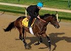 Bob Black Jack during a pre-Kentucky Derby workout. <br><a target="blank" href="http://www.bloodhorse.com/horse-racing/photo-store?ref=http%3A%2F%2Fpictopia.com%2Fperl%2Fgal%3Fprovider_id%3D368%26ptp_photo_id%3D4335627%0D%0A%26ref%3Dstory">Order This Photo</a>