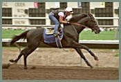 Baffert: 'As of Now, We're Considering Running' in Pacific Classic Baffert: 'As of Now, We're Considering Running' in Pacific Classic