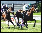 Wonder Again Prevails in Garden City Handicap Wonder Again Prevails in Garden City Handicap