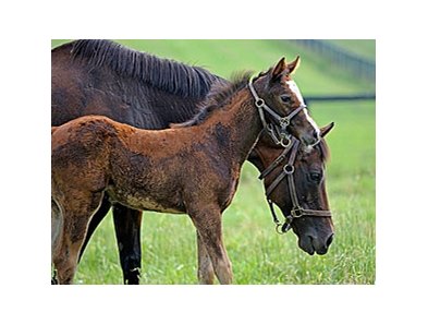 Liable, dam of Blame, with foal.