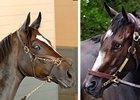 Female superstars Rachel Alexandra and Zenyatta lead the list of finalists for the 2009 Horse of the Year.