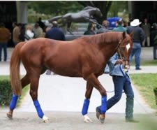 Eclipse Award: Leroidesanimaux, Turf Male Eclipse Award: Leroidesanimaux, Turf Male
