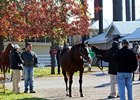 Keeneland November Sale