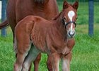 Cowtown Cat's First Foal Is a Colt Cowtown Cat's First Foal Is a Colt