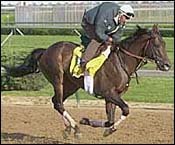 Central Kentucky Stallion Anees Breaks Leg Central Kentucky Stallion Anees Breaks Leg