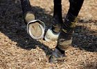 Big Brown's left front hoof quarter crack showed improvement Monday morning.