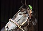 Kentucky Derby winner War Emblem.