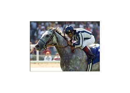 Cinema Breeders' Cup winner Worldly looks to stay perfect this year in the La Jolla.<br><a target="blank" href="http://www.bloodhorse.com/horse-racing/photo-store?ref=http%3A%2F%2Fpictopia.com%2Fperl%2Fgal%3Fprovider_id%3D368%26ptp_photo_id%3D1506996%26ref%3Dstory">Order This Photo</a>