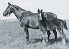 Marguerite with Gallant Fox (by Sir Gallahad III)