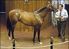 Forestry colt brings $1.2 million to kick off FTK yearling affair.