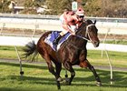 Black Caviar Wins Again; Royal Ascot Next Black Caviar Wins Again; Royal Ascot Next