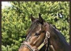 Our Emblem, whose stock is on the upswing as a result of War Emblem's success.