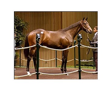 Forestry colt tops fourth day of yearling sale.