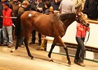 Galileo Yearling Fillies Tops at Tattersalls Galileo Yearling Fillies Tops at Tattersalls