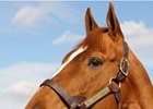 Curlin's Book Stacked With Major Mares Curlin's Book Stacked With Major Mares