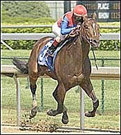 Midas Eyes Breezes 5 Furlongs in 1:00 3/5 Midas Eyes Breezes 5 Furlongs in 1:00 3/5